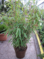 Preview: fargesia kranich