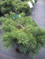 Preview: Pinus mugo Krauskopf - Bergkiefer Krauskopf  ca. 30-40 cm