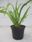 Preview: Phormium tenax Gold Sword - Neuseelandflachs Goldsword  30-40 cm
