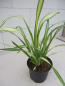 Preview: Phormium tenax Gold Sword - Neuseelandflachs Goldsword  30-40 cm