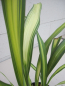 Preview: Phormium tenax Gold Sword - Neuseelandflachs Goldsword  30-40 cm