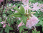 Preview: Rhododendron prinophyllum bot. Art (25cm-30cm)