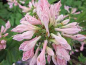Preview: Rhododendron prinophyllum bot. Art (25cm-30cm)