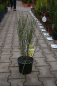 Preview: Cytisus praecox "Allgold" (40-60 cm) Elfenbeinginster
