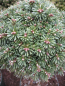 Preview: 40cm Stamm Zwergkoreatanne Blauer Eskimo - Abies koreana - Rarität