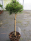 Preview: Pinus unicata Grüne Welle - Zwergform der Hakenkiefer - Hochstamm 40cm