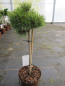 Preview: Pinus unicata Grüne Welle - Zwergform der Hakenkiefer - Hochstamm 40cm