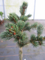 Preview: Picea pungens Lucky Strike Zapfenfichte frühzapfend und großzapfend