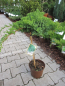 Preview: Juniperus procumbens Nana - Japanischer Kriechwacholder - Zwergwacholder - Stamm - Besonderheit - Bonsai Konifere
