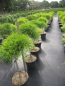 Preview: Chamaecyparis pisifera Sungold - Gelbe Zwerg-Fadenzypresse - 60cm Hochstamm