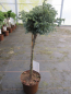 Preview: Chamaecyparis pisifera Baby Blue - Zwerg-Silberzypresse Baby Blue - Hochstamm - Bonsai Konifere