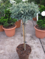 Preview: Chamaecyparis pisifera Baby Blue - Zwerg-Silberzypresse Baby Blue - Hochstamm - Bonsai Konifere