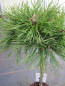 Preview: Pinus mugo Benjamin - Zwerg Bergkiefer Benjamin - Hochstamm veredelt - Bonsai Konifere