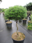Preview: Abies koreana Doni Tajuso Flache Zwerg-Koreatanne