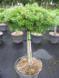 Preview: Abies koreana Doni Tajuso Flache Zwerg-Koreatanne