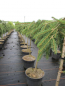 Preview: Picea abies Formanek Kriechende Rotfichte auf Stämmchen veredelt