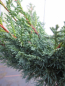 Preview: Juniperus chinensis Blaauw - Chinesischer Strauchwacholder - Blaunadeliger Zwergwacholder - Hochstamm veredelt