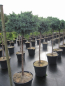 Preview: Juniperus squamata Blue Star - Blauer Zwergwacholder Blue Star - auf Hochstamm veredelt - Bonsai Konifere