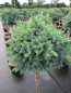 Preview: Juniperus squamata Blue Star - Blauer Zwergwacholder Blue Star - auf Hochstamm veredelt - Bonsai Konifere
