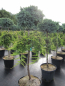 Preview: Juniperus squamata Blue Star + Juniperus horizontalis Golden Carpet - Absolute Besonderheit - Duo auf Hochstamm veredelt