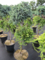 Preview: Juniperus squamata Blue Star + Juniperus horizontalis Golden Carpet - Absolute Besonderheit - Duo auf Hochstamm veredelt