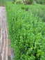 Preview: Ilex crenata Glory Gem - Berg-Ilex Glory Gem