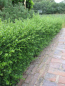 Preview: Ilex crenata Glory Gem - Berg-Ilex Glory Gem