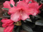 Preview: Rhododendron yakushimanum Hybride Debbie Dane - Ball Alpenrose - 30-40 cm