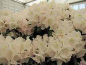 Preview: Rhododendron yakushimanum Mist Maiden - Ball Alpenrose - 25-30cm