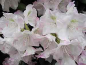 Preview: Rhododendron yakushimanum Mist Maiden - Ball Alpenrose - 25-30cm
