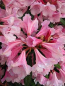 Preview: Rhododendron yakushimanum "Dear Barbara" (25cm-30cm)