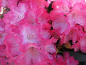 Preview: Rhododendron yakushimanum "Fantastica" (25cm-30cm)