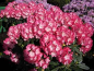 Preview: Rhododendron yakushimanum "Fantastica" (25cm-30cm)