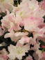 Preview: Rhododendron yakushimanum "Koichiro Wada Dekora" 30-40