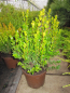 Preview: Buxus microphylla Faulkner - Buchsbaum Faulkner - immergrün - 25-30 cm