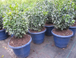 Preview: Buxus sempervirens Blauer Heinz - Buchsbaum Blauer Heinz - immergrün - 20-25 cm