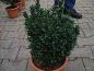 Preview: Buxus sempervirens Blauer Heinz - Buchsbaum Blauer Heinz - immergrün - 20-25 cm