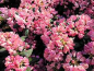 Preview: Rhododendron yakushimanum "Polaris" (25-30cm)