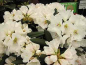 Preview: Rhododendron yakushimanum "Senator Henry Jackson" (25-30cm)