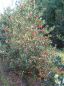 Preview: Ilex aquifolium J. C. van Tol - Stechpalme J. C. van Tol -
