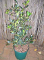 Preview: Ilex aquifolium Limsi - Stechpalme Limsi -