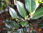 Preview: Ilex aquifolium Limsi - Stechpalme Limsi -