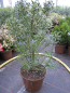 Preview: Ilex aquifolium Myrtifolia - Myrtenblättrige Stechpalme - Myrtenblättriger Ilex -