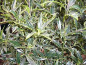 Preview: Ilex aquifolium Myrtifolia - Myrtenblättrige Stechpalme - Myrtenblättriger Ilex -