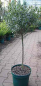 Preview: Ilex aquifolium Myrtifolia - Myrtenblättrige Stechpalme - Myrtenblättriger Ilex -