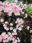 Preview: kalmia latifolia