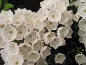 Preview: kalmia latifolia