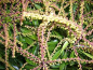 Preview: Pieris japonica 'Brouwers Beauty' (30-40 cm) - Japanische Lavendelheide