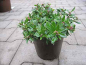 Preview: Polygala chamaebuxus var. Grandiflora - Buchsblättrige Kreuzblume - Waldmyrte - Alpen-Zwergbuchs - Immergrüne Kreuzblume