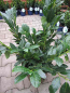 Preview: Prunus laurocerasus 'van Nes' (40-60 cm) - Lorbeerkirsche (Kirschlorbeer)